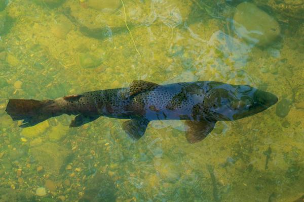 Абхазия. Чернореченское форелевое хозяйство (Гудаутский район) Абхазия. Чернореченское форелевое хозяйство (Гудаутский район)