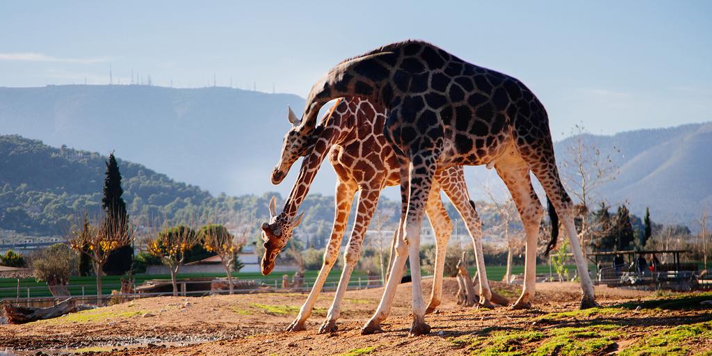 Зоопарк в Аттике (Zoo in Athens)
